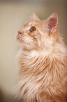 Maine Coon Portrait