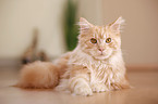 lying Maine Coon