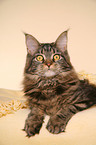 lying Maine Coon