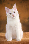 sitting Maine Coon