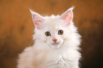 Maine Coon kitten