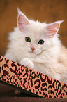 Maine Coon kitten