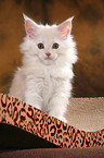 Maine Coon kitten