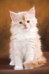 Maine Coon kitten