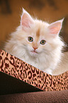 Maine Coon kitten