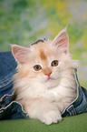 Maine Coon kitten