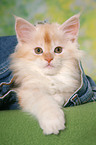 Maine Coon kitten