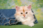 Maine Coon kitten