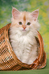 Maine Coon kitten