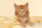 Maine Coon kitten