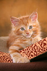 Maine Coon kitten