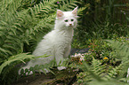 Maine Coon kitten