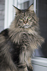 sitting Maine Coon