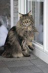 Maine Coon in front of a door