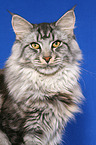 Maine Coon tomcat portrait