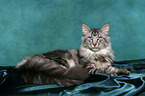 lying Maine Coon tomcat