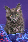 Maine Coon kitten portrait