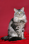 sitting Maine Coon