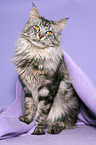 sitting Maine Coon