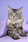 lying Maine Coon