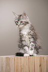 Maine Coon Kitten