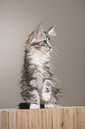 Maine Coon Kitten