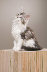 Maine Coon Kitten