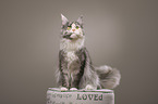 sitting Maine Coon