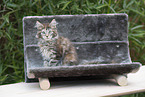 sitting Maine Coon