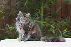 sitting Maine Coon