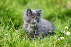 Maine Coon kitten