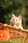 Maine Coon Kitten