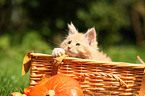 Maine Coon Kitten