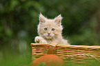 Maine Coon Kitten