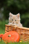 Maine Coon Kitten