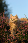 young Maine Coon