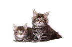 2 Maine Coon Kitten