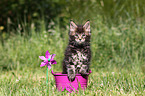 Maine Coon Kitten