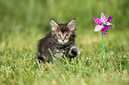 Maine Coon Kitten