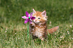 Maine Coon Kitten