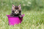 Maine Coon Kitten