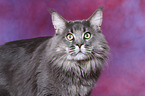 Maine Coon tomcat