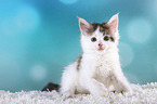 sitting Maine Coon Kitten