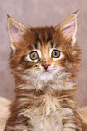 Maine Coon Kitten Portrait