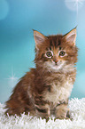 sitting Maine Coon Kitten