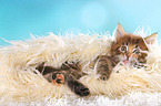 lying Maine Coon Kitten