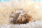 lying Maine Coon Kitten