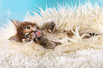 lying Maine Coon Kitten