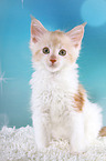 sitting Maine Coon Kitten