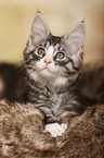 Maine Coon Kitten